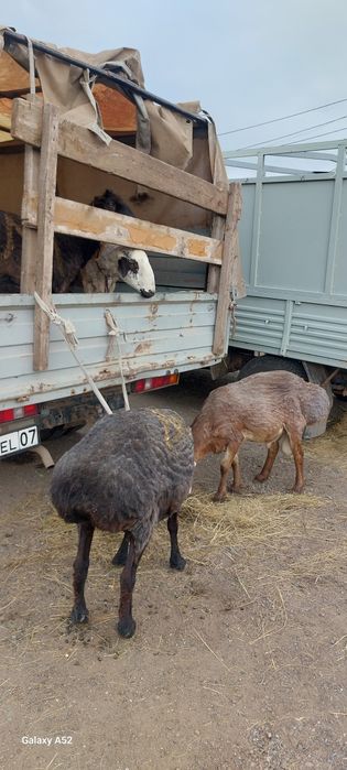 Баран қой семіз сатылады Орал қаласы бойынша тез Доставка бар