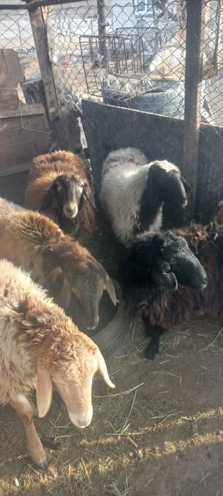 6 бас ұрғашы тоқтылар