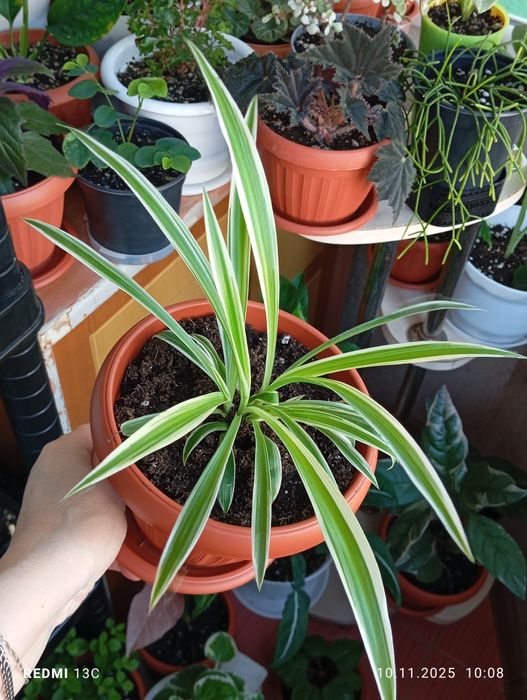 Продам цветы комнатные