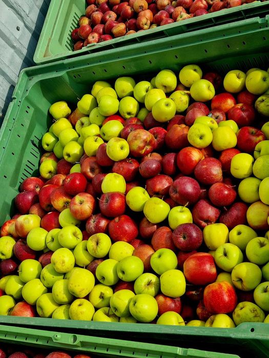 Vând mere pentru consum