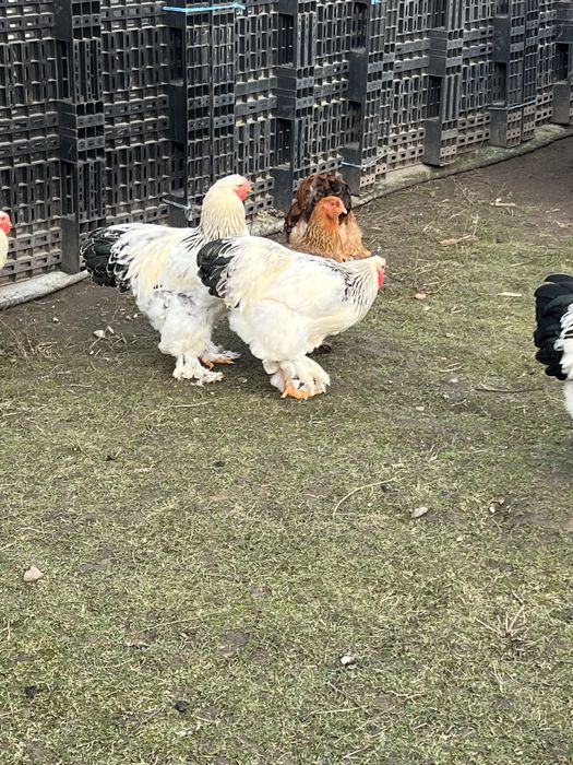 Vand cocosi brahma!!!