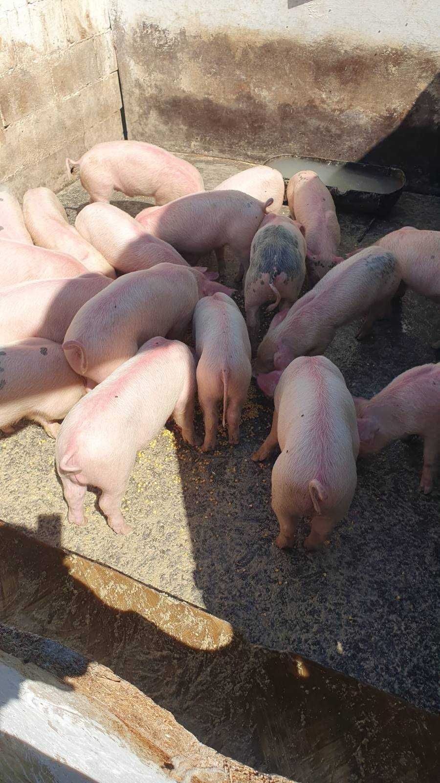 Продавам прасета