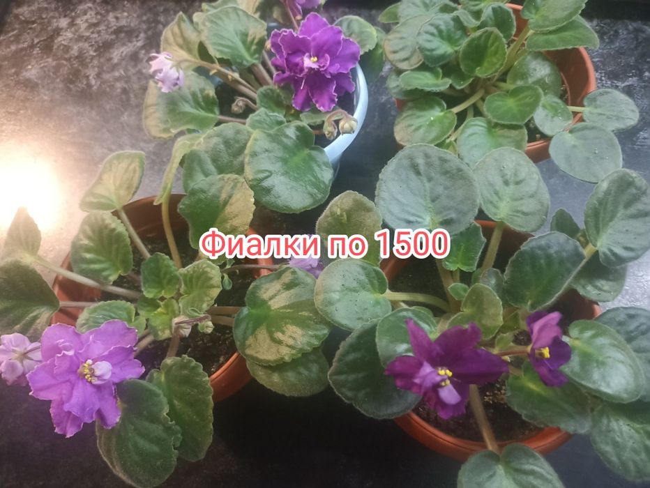 Комнатные цветы Фиалки,,Женское счастье,Сансеверия,,Алоэ Вера