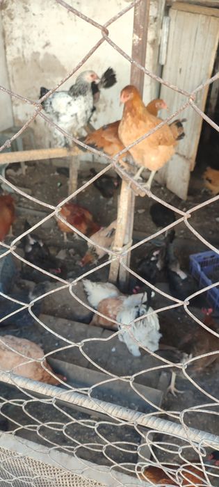 Продаются куры домашнии