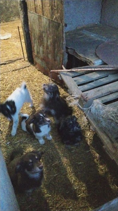 Donez căței talie mica