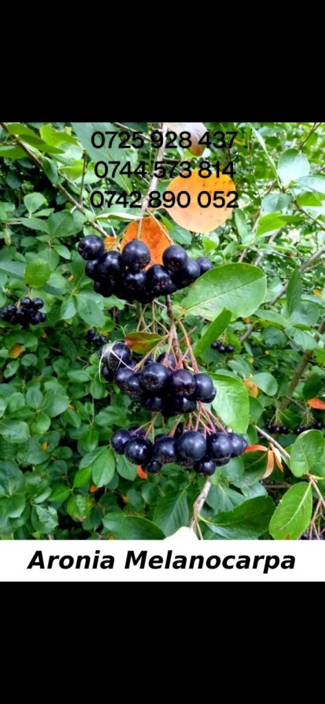 Alun.Afin.Nuc Chandler Cires.Mar.Paulownia.Columnari.Aronia.Goji.Prun.