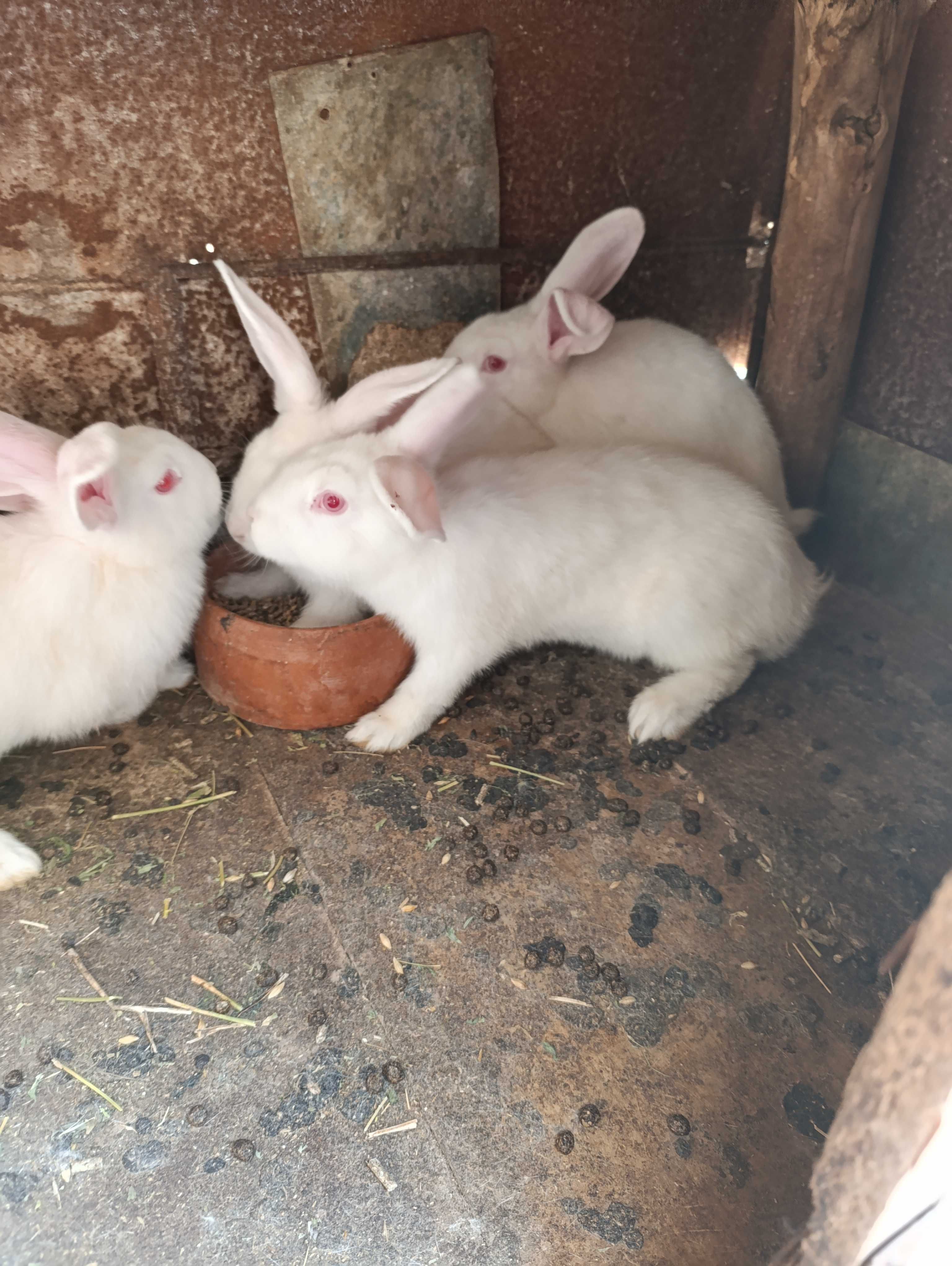 Продавам зайци 5 месеца.