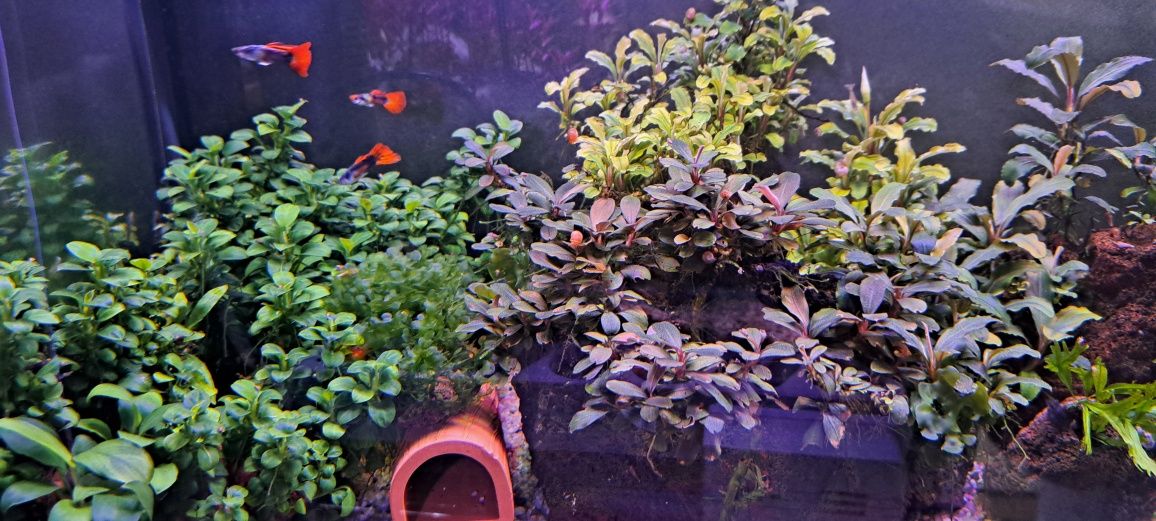Plante usoare ,easy, pentru acvarii de apa dulce