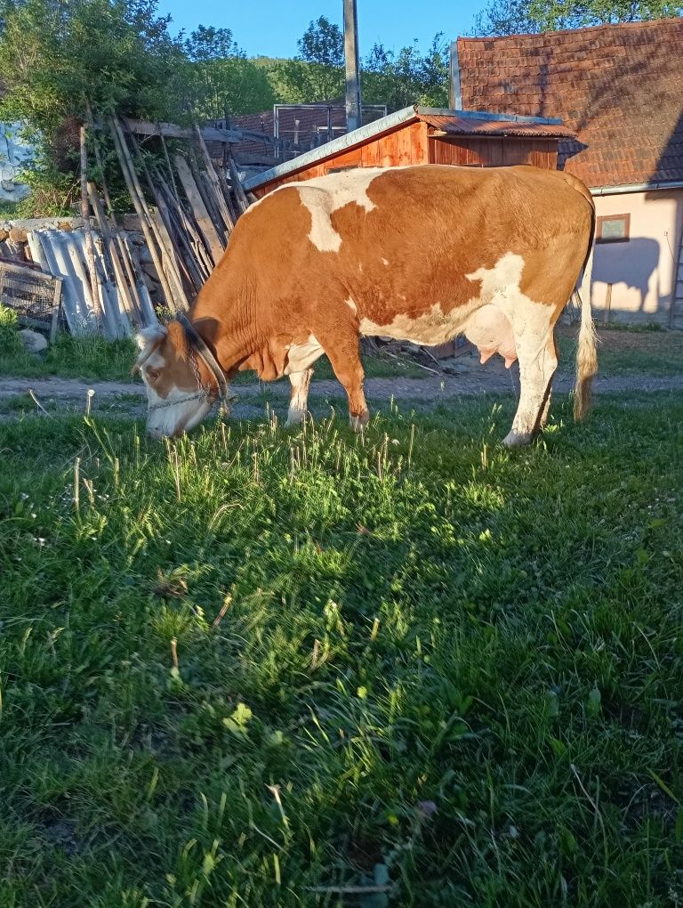 Vaca de 7 ani cu vițel de o luna