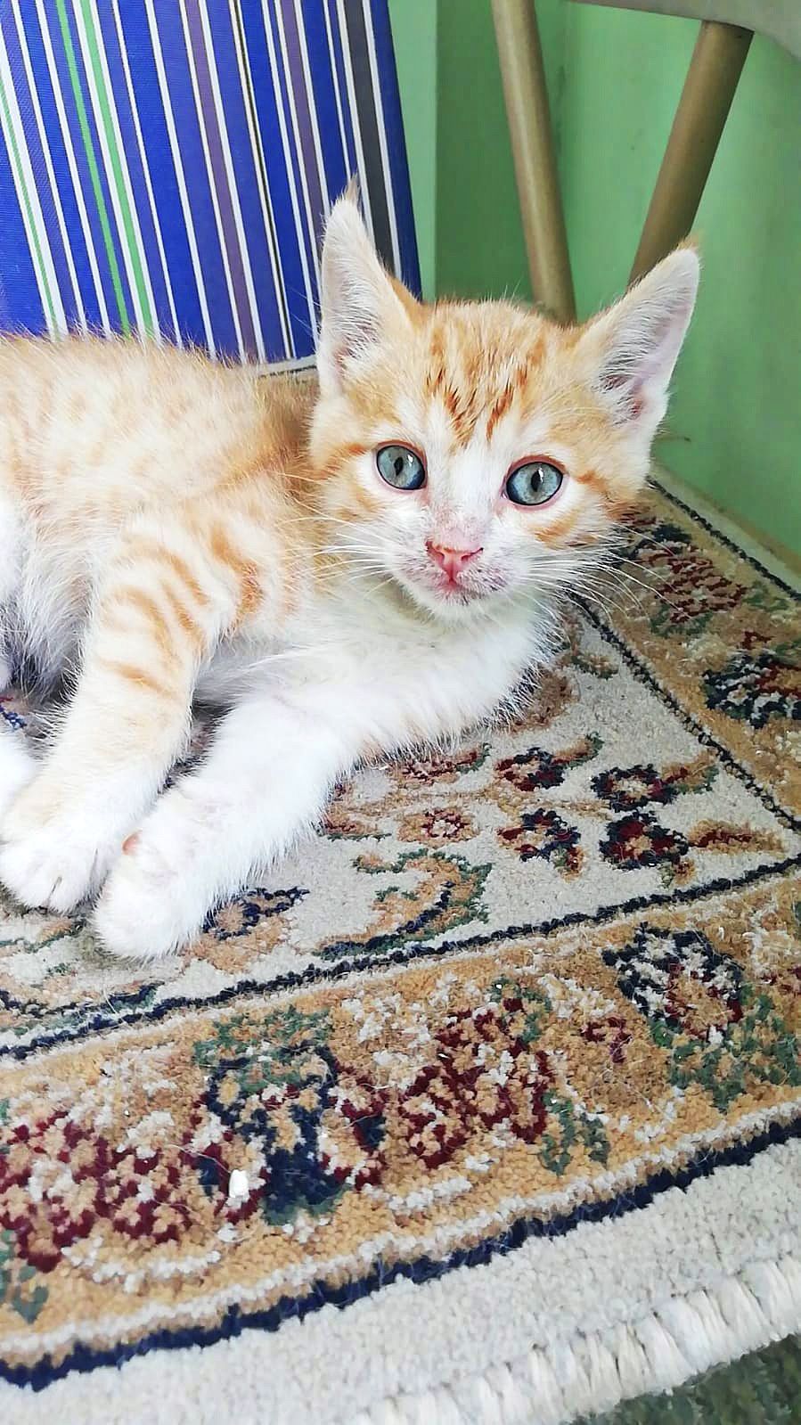 Котята срочно ищут дом