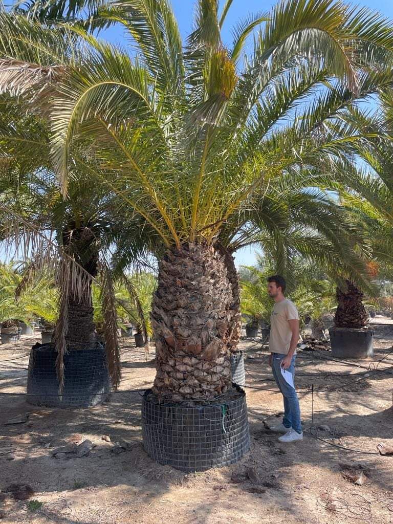 Palmieri rezistenți in Romania