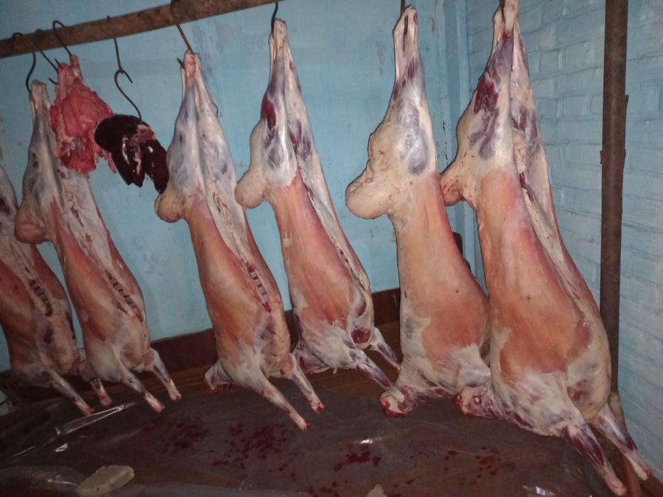 Продам барашков годовалых упитанные