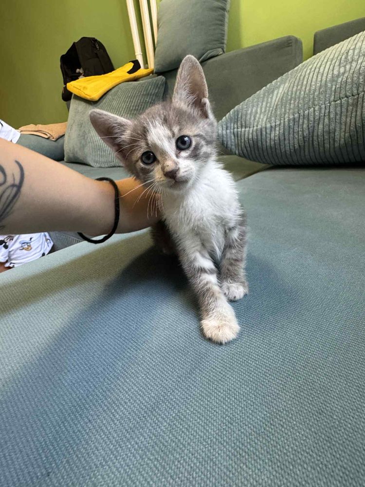 Подарявам мъжко коте