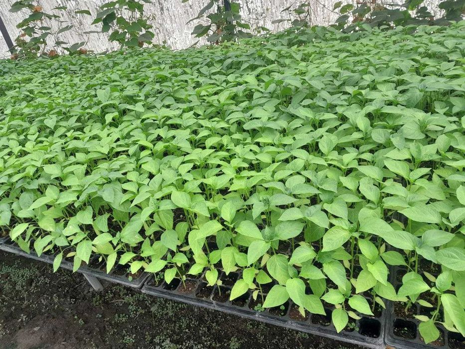 Акция!!! факат 1 хафта -50% Помидор, болгар кучатлари сотилади.