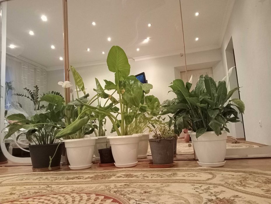 Цветы комнатные.