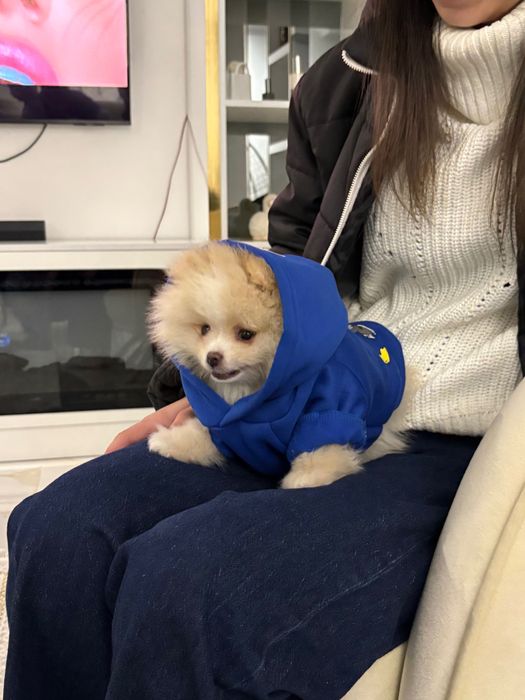 Мини Померан 3 месеца