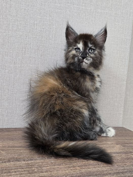 Мейн-кун девочка