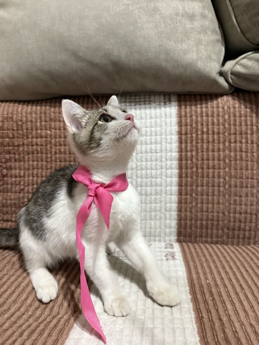 Отдам котенка в добрые руки мальчик