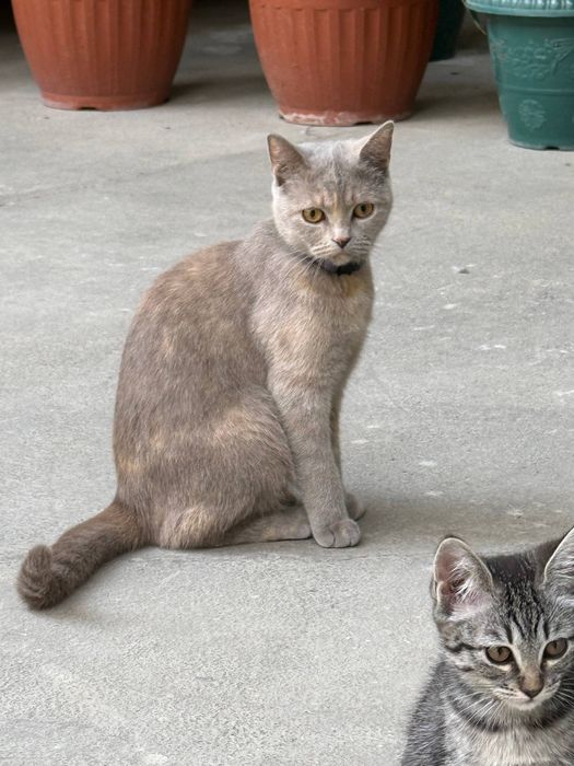 Mushuk qizbola parodali pasporti bor bolasi bonus