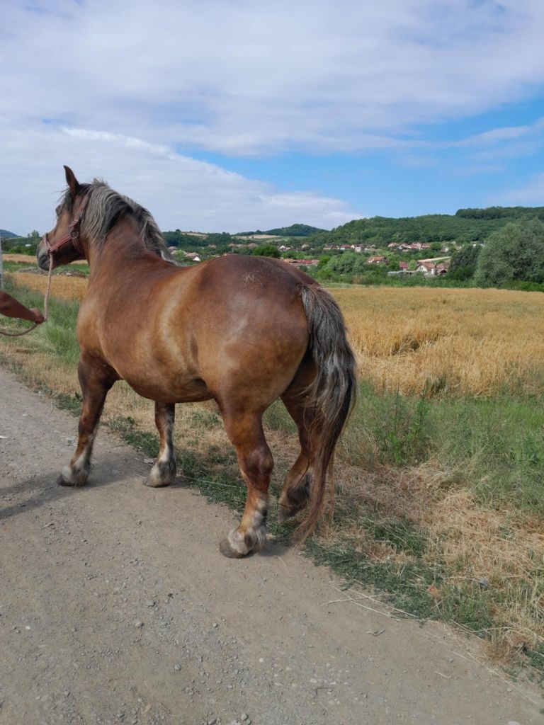Vad iapa de 6 ani