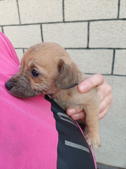 Маленькая красавица пинчер