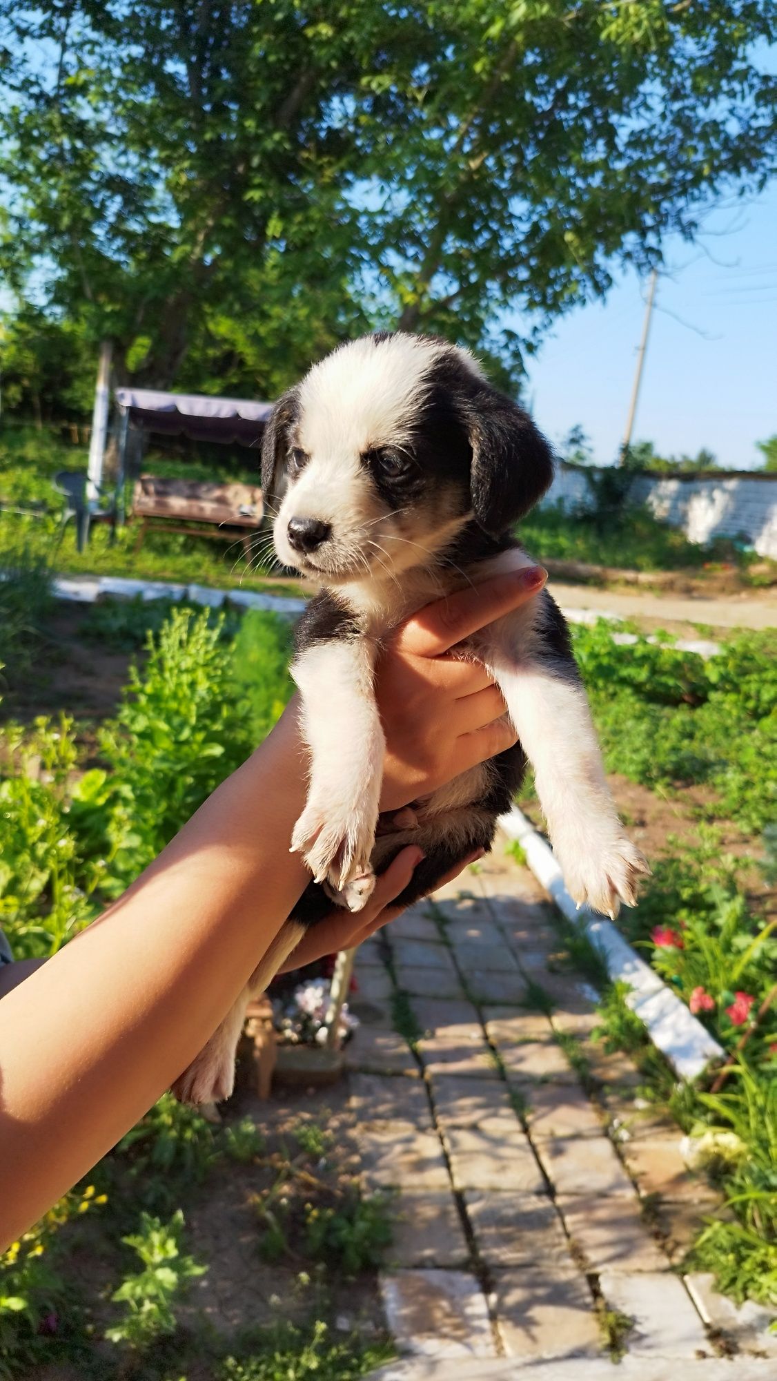 ПОДАРЯВАМ кученца баща хъски