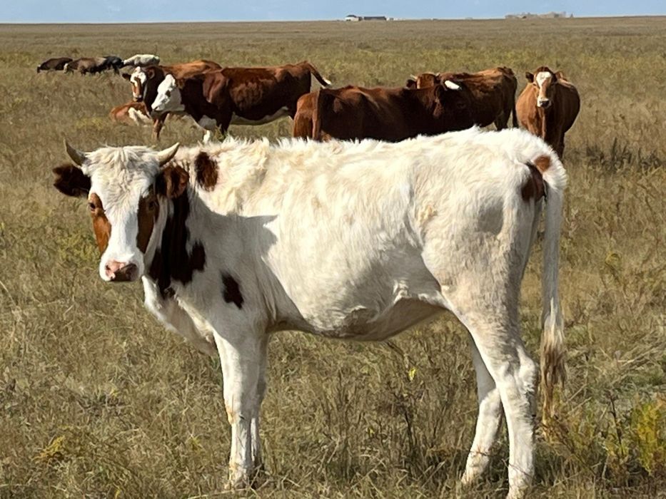 Продам корову 1.5 года