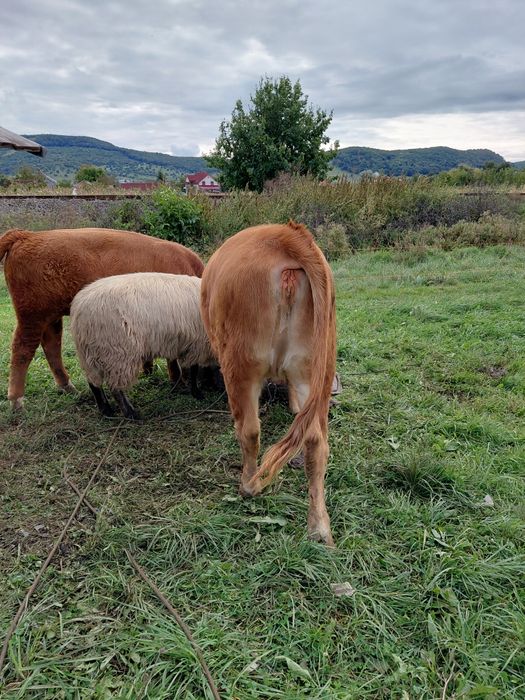 Vînd vițea Red Angus