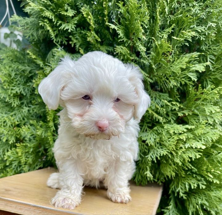 Catelusa Bichon Maltese