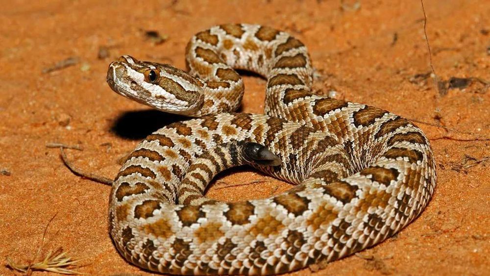 | Уничтожение клопов и тараканов | Сертифицировано | Круглосуточно |