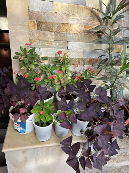 Денежный цветок. Хонаки гул. Тез усади ва купаяди