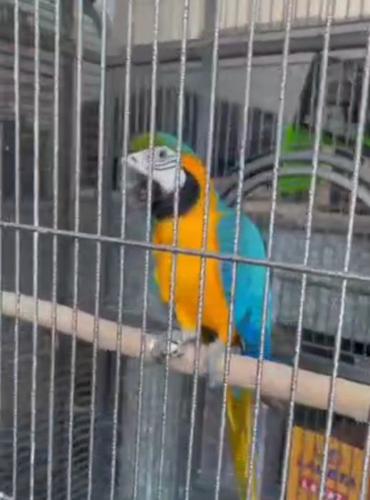 Зоомагазин Золотая рыбка продаёт ручного говорящего  ара