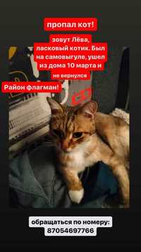 Пропал кот Лёва в районе Флагмана, дворы по Интернациональной