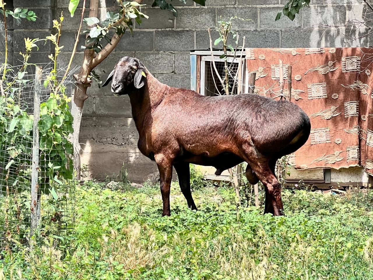 Qo'chqor soʻyishga