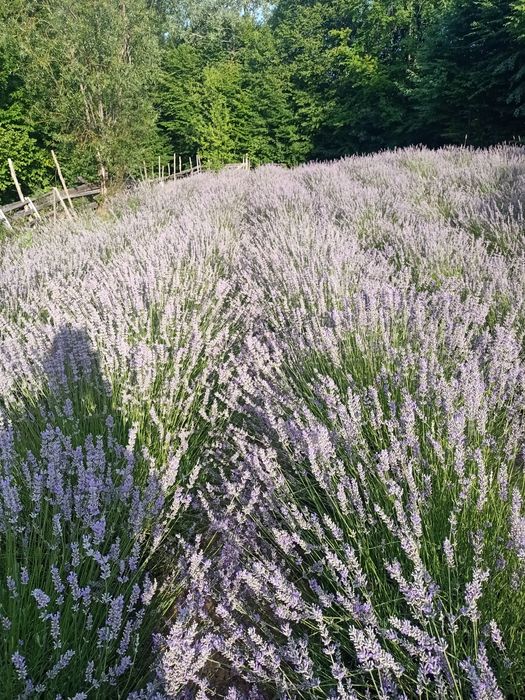 avem la vănzare ulei apă floare toate din propria mea afacere le am i