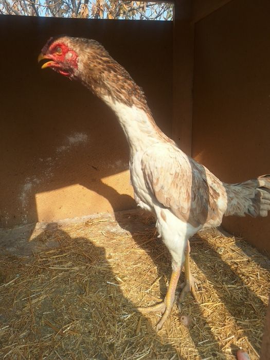 Грачи баданчи макйон сотилади гарантини макйон