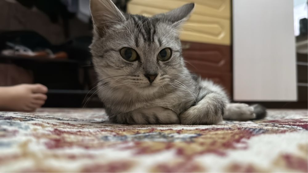 Кошка  шведской породы