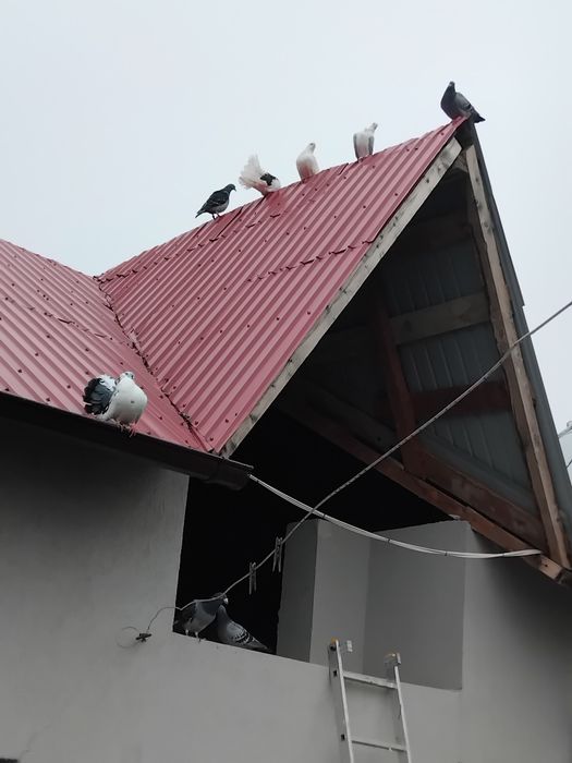 Porumbei  de vanzare doar impreuna