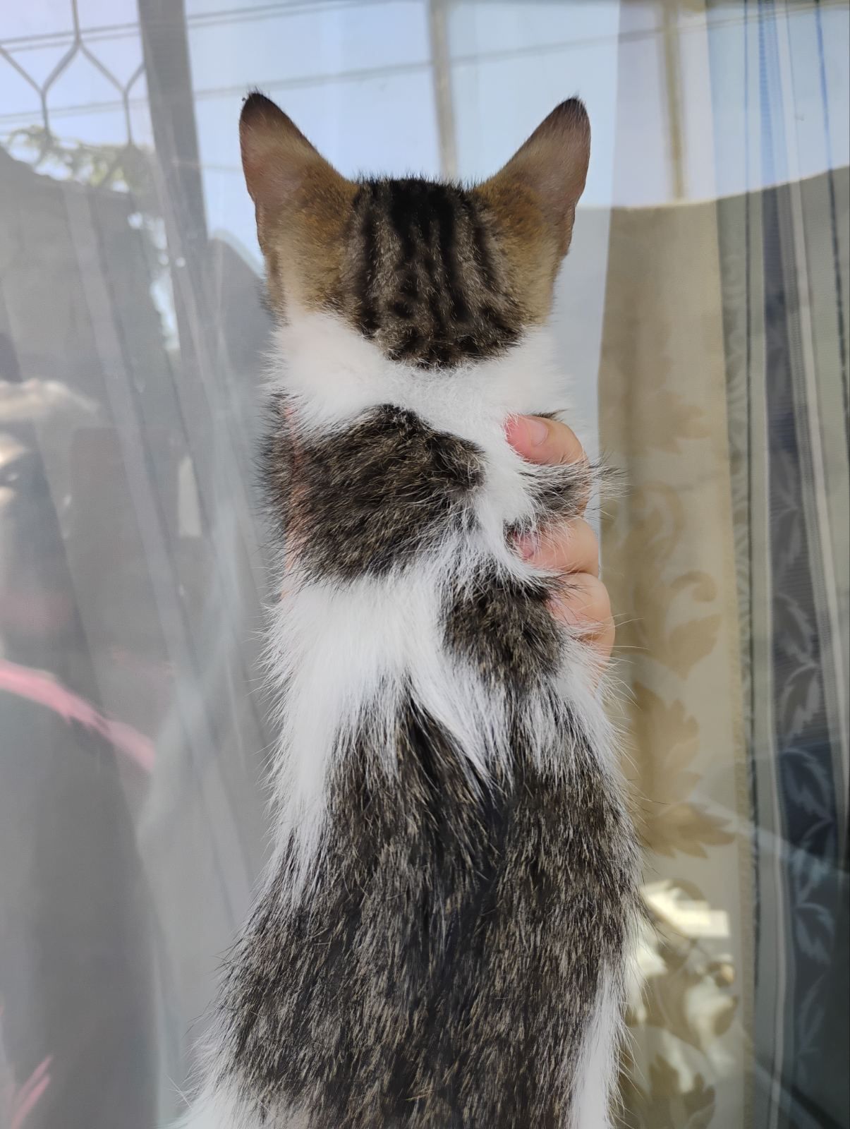 Подарявам мъжки котенца