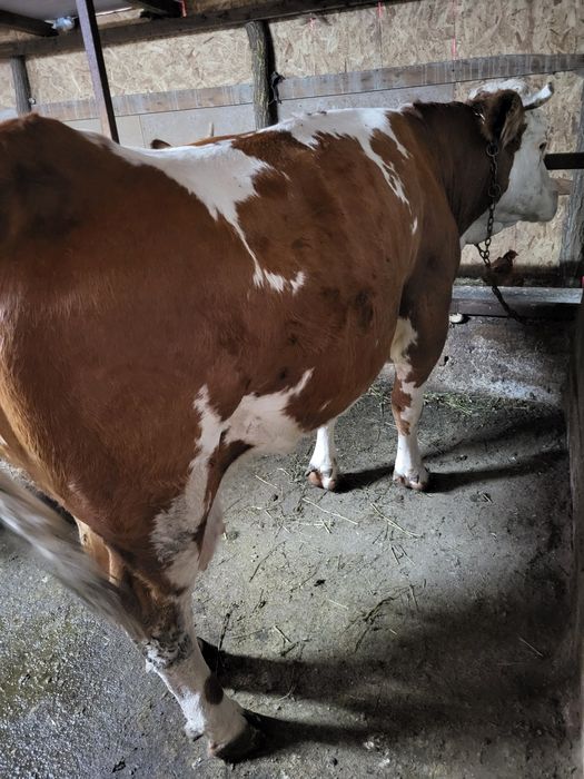 Vând vaca de abator