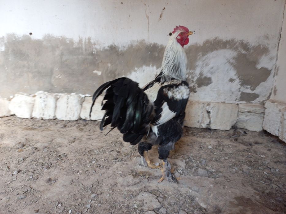 Атештер сатылады