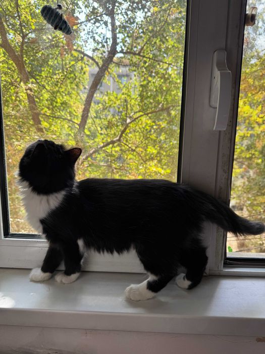 Котёнок котик кошка Ташкент отдам в добрые руки даром ищет дом