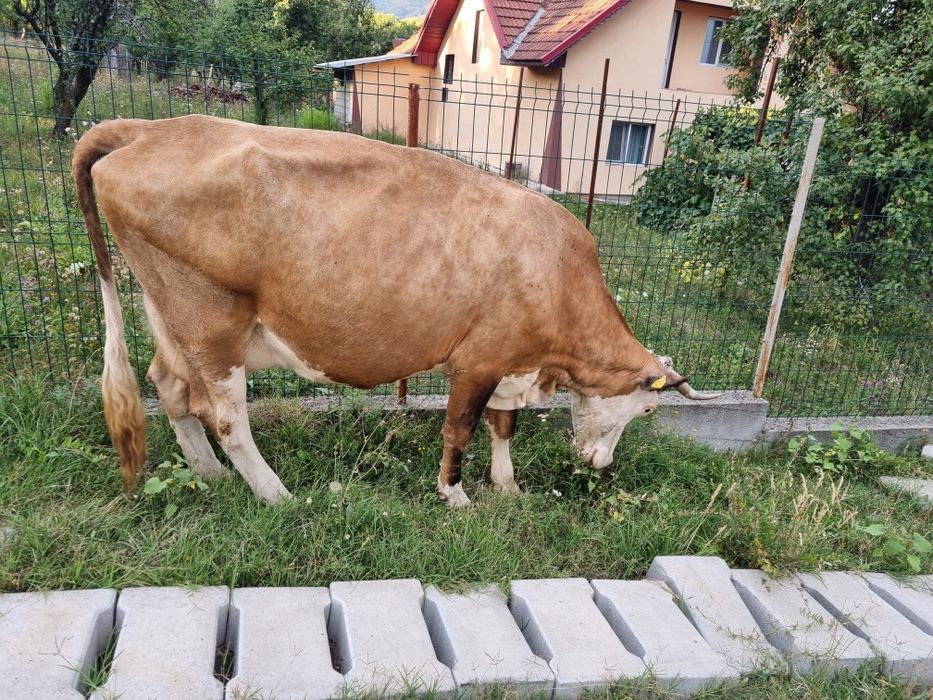 Vaca de vanzare.