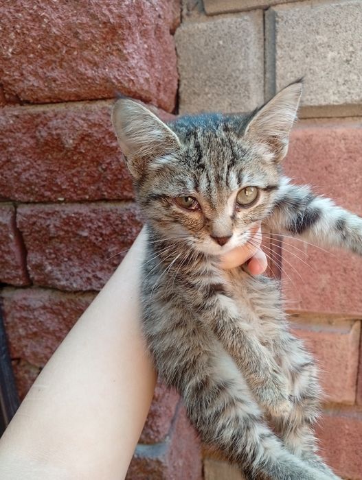 Спасённый котенок ищет дом