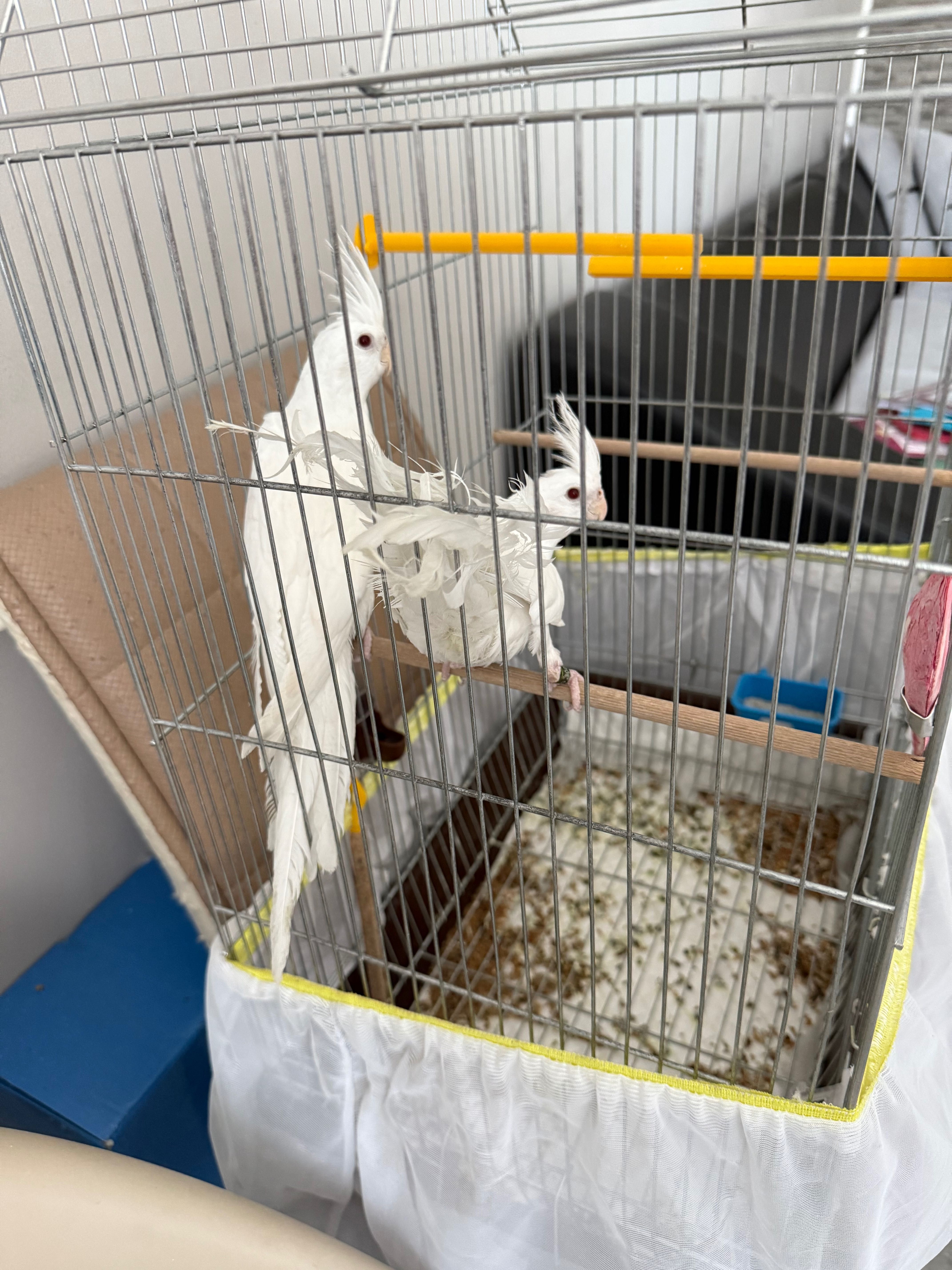 Чисто бели корели