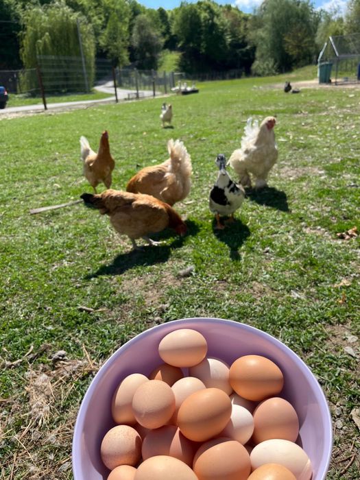 Ouă BiO, Găini, Rață, Gâscă