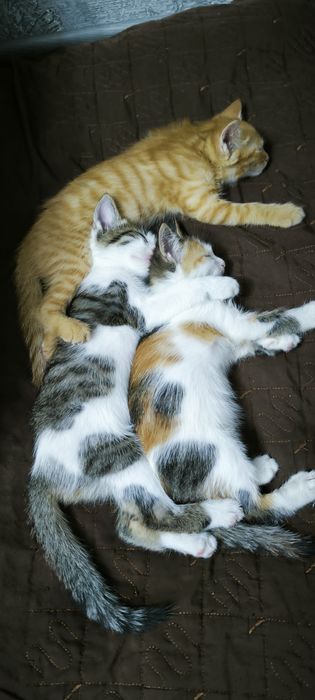 Отдам котят в хорошие руки