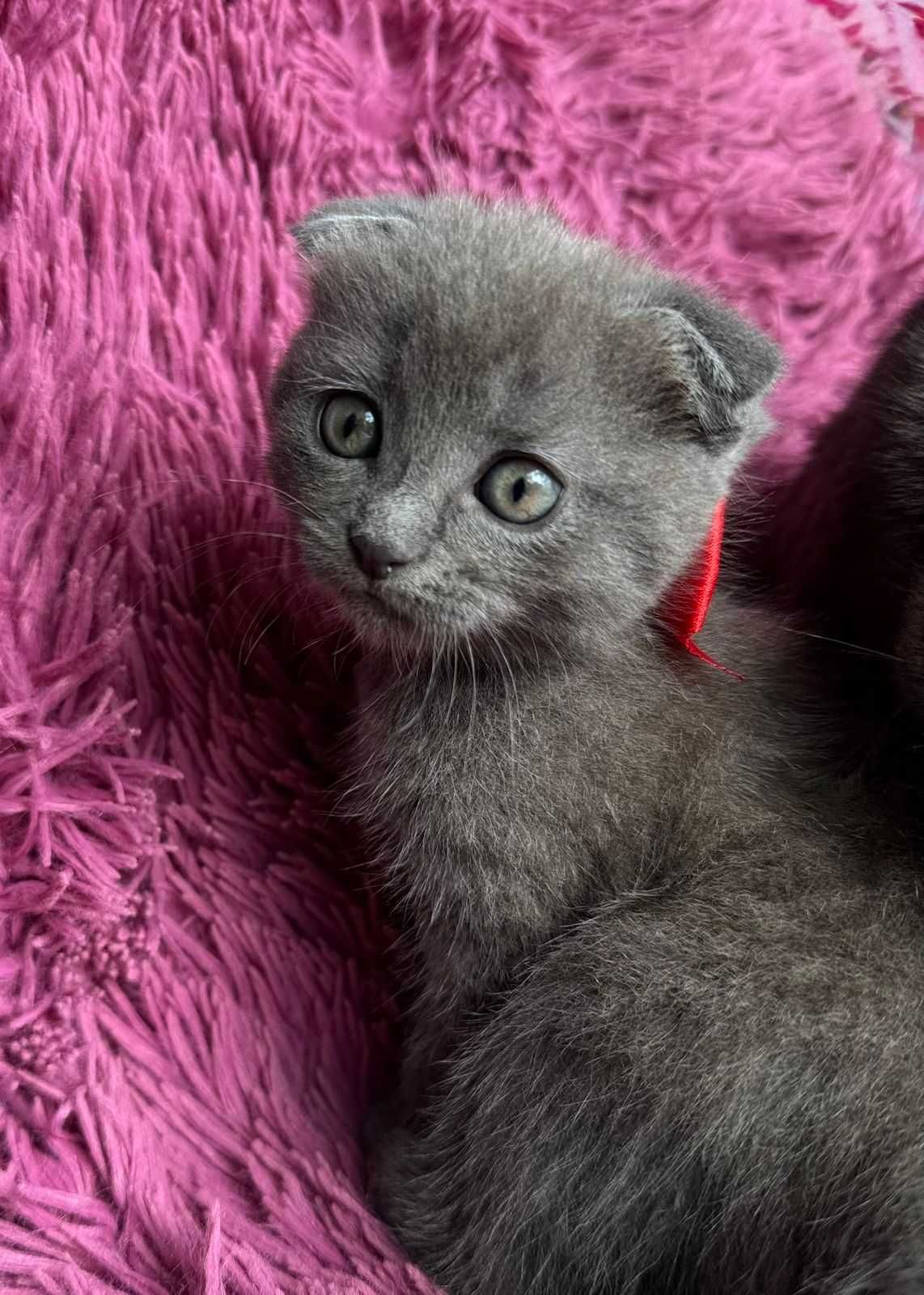 Шотландский вислоухий котенок (девочка) ищет любящих хозяев