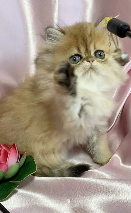 pisica persana chinchilla