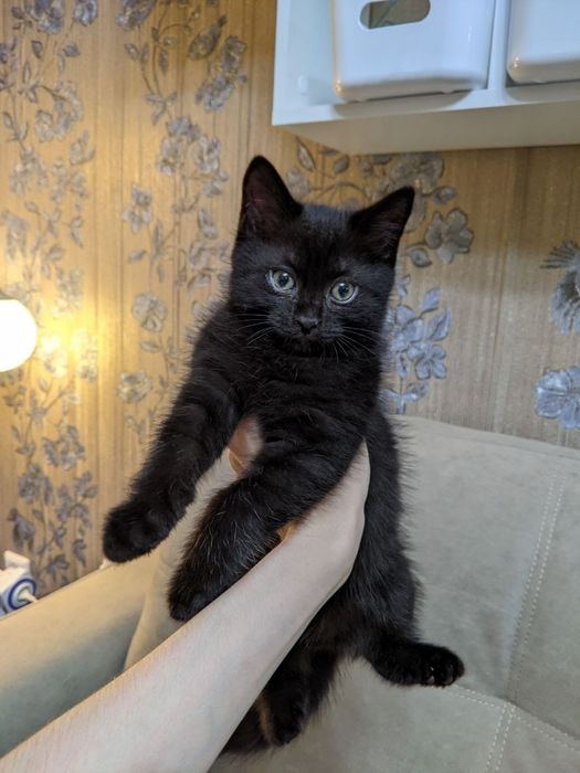 Срочно,  котята  ищут дом